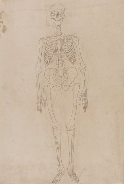 Esposizione anatomica comparativa della struttura del corpo umano con quella di una tigre e un co... da George Stubbs